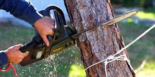 Best Leaf Removal  in West Belmar, NJ