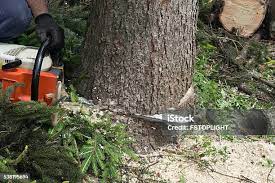 Best Hedge Trimming  in West Belmar, NJ