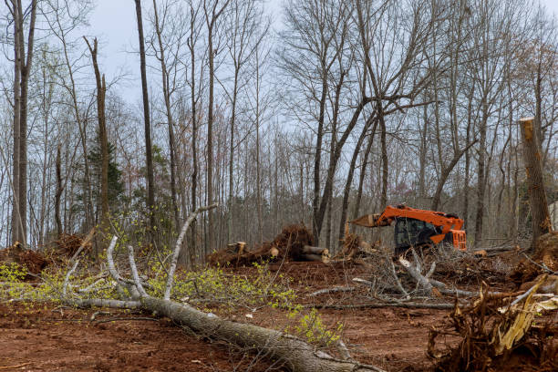 Best Tree Mulching  in West Belmar, NJ