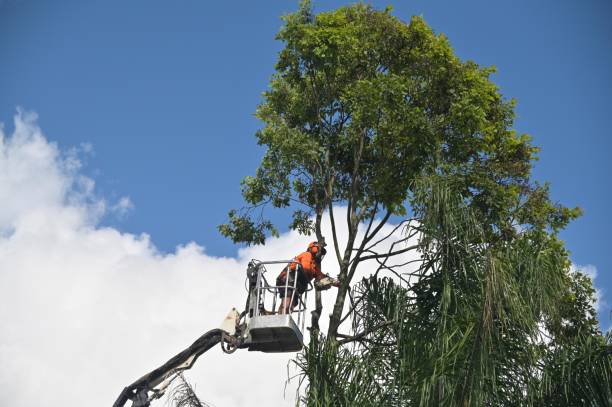 Lawn Maintenance Plans in West Belmar, NJ