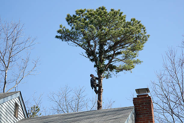 Best Emergency Tree Removal  in West Belmar, NJ